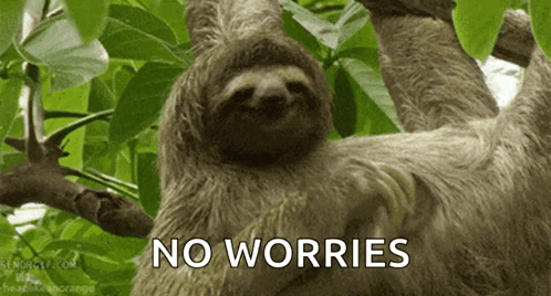 Sloth Hanging From Tree No Worries GIF