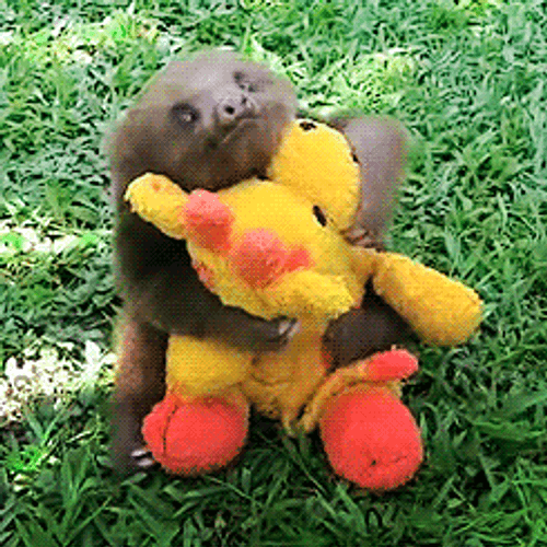 Sloth Hugging Toy GIF