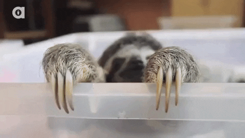 Sloth Interested GIF