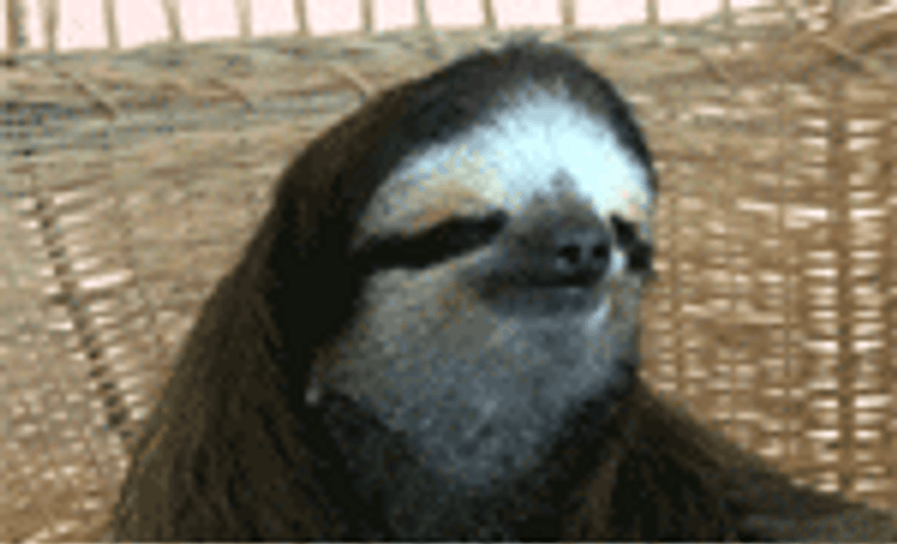 Sloth Looking Around GIF