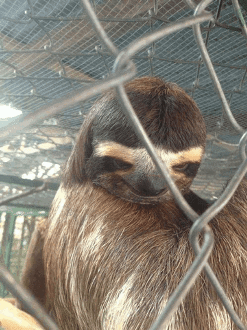 Sloth Moving Eyebrows GIF