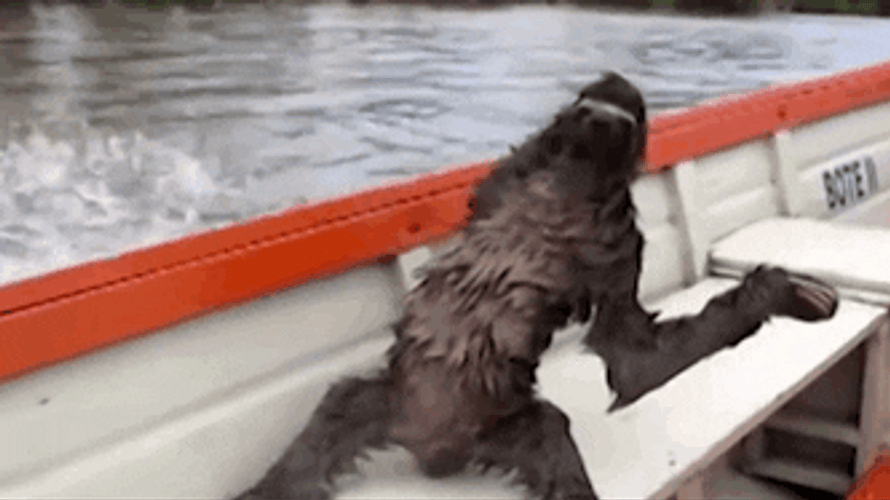Sloth Riding A Speedboat GIF