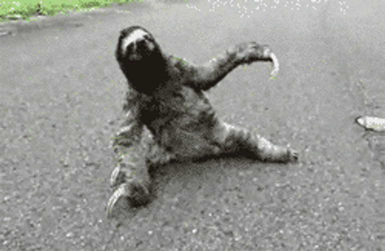 Sloth Saying Another Beer Pls GIF