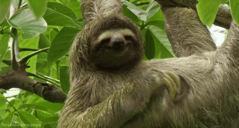 Sloth Scratching His Tummy GIF