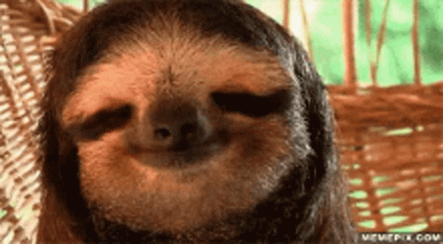 Sloth Sitting in Wicker Chair Smiling