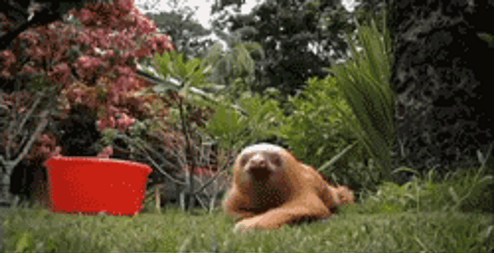 Sloth Slowly Crawling GIF