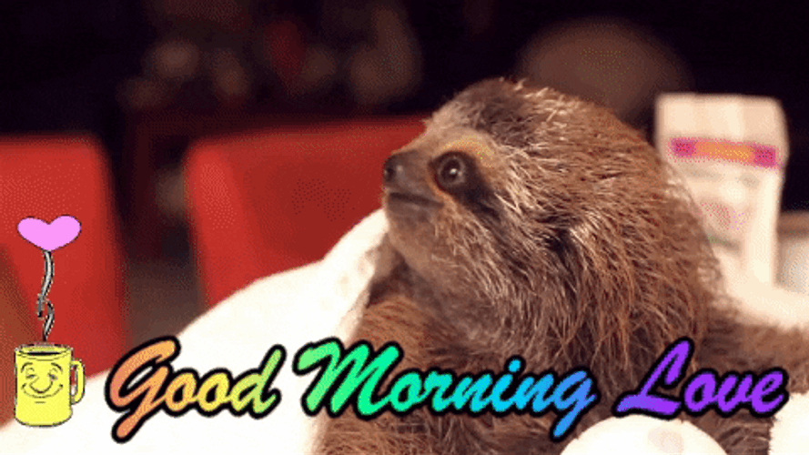 Sloth Stretching Its Arms Good Morning Honey GIF