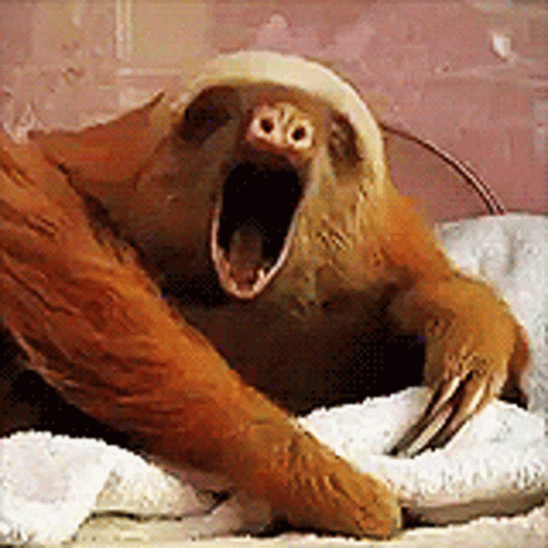 Sloth Yawning on Towel