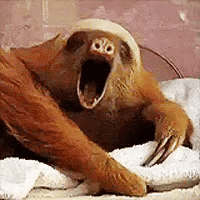 Sloth Yawning Sitting on Towel
