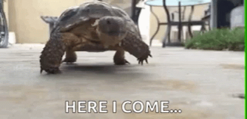 Slow 498 X 241 Gif GIF