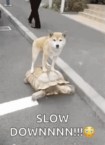 Entertaining Dog Riding Turtle Slow Down GIF