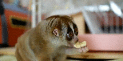 Slow Loris Eating Savannah Bananas GIF