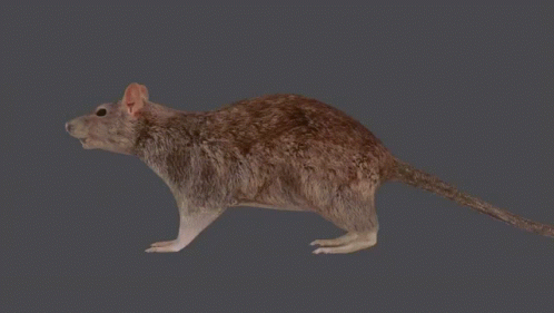 Slow Motion 3d Spinning Rat GIF