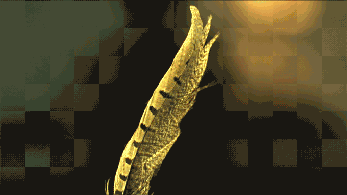 Slow Motion Feather GIF