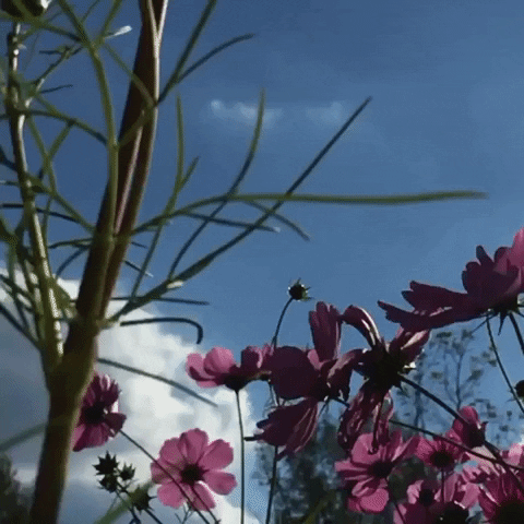 Slow Motion Flower Garden GIF