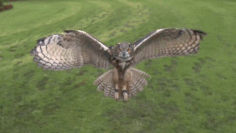 Slow Motion Flying Owl GIF