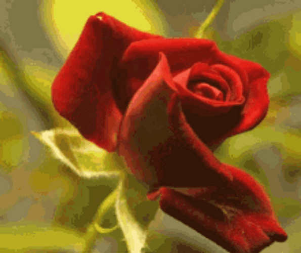 Slow Motion Of Blooming Red Rose Flower GIF