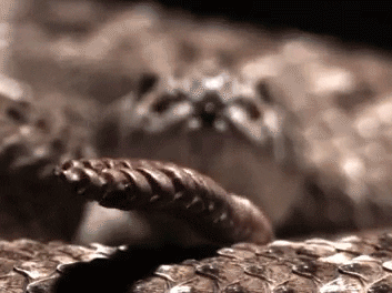 Slow Motion Rattlesnake GIF