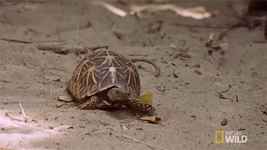 Slow Turtle Walking In Wilderness Nat Geo GIF