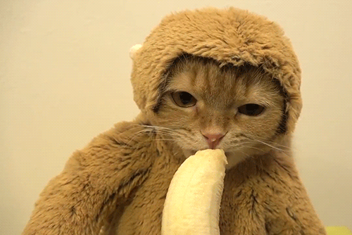 Slowly Licking Banana Cat Meme GIF