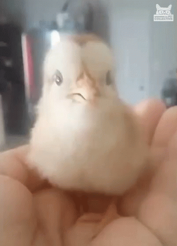 Small Angry Chicken Held