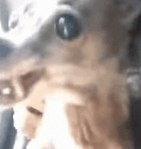 Small Angry Dog Meme GIF