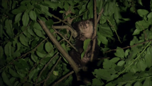 Small Animal Sitting in Green Tree