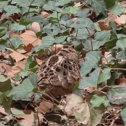 Small Bird in Ivy Leaves