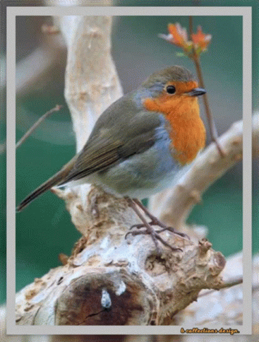 Small Bird Perched on Branch With Reflections Design Watermark