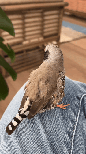 Small Bird Perched On Lap GIF