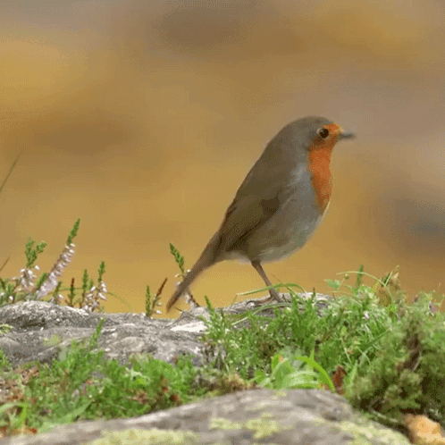 Small Bird Standing on Rock With Wings Spread