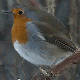 Small Bird with Red Head and Orange Beak