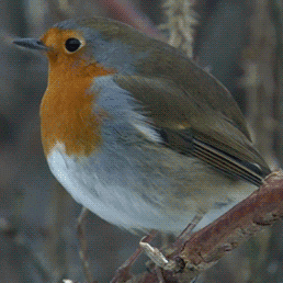 Small Bird With Red Head and Orange Chest on Branch