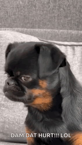 Small Black and Brown Dog Sitting
