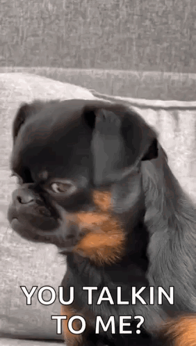 Small Black and Brown Dog Sitting on Couch Looking at Camera