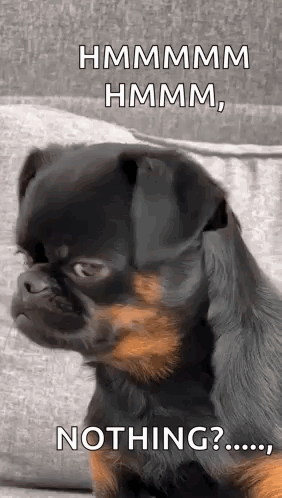 Small Black and Brown Dog Sitting on Couch Saying Nothing