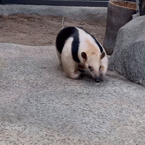 Small Black and White Animal Walking on Concrete
