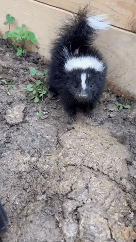 Small Black and White Skunk Standing