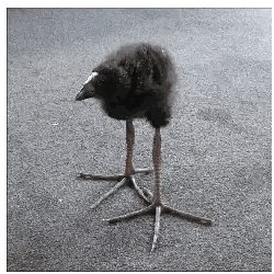 Small Black Bird with White Head