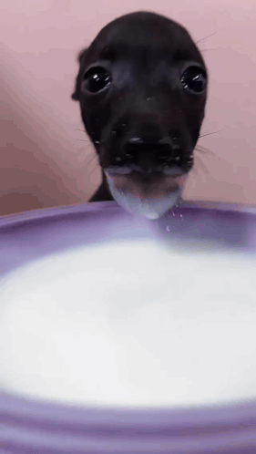 Small Black Dog Drinking Milk From Purple Bowl