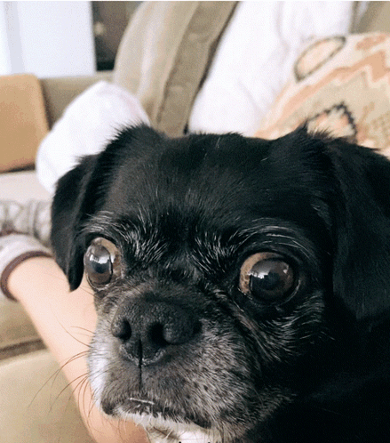 Small Black Dog Laying on Couch With Person