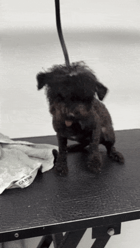 Small Black Dog Sitting on Black Table
