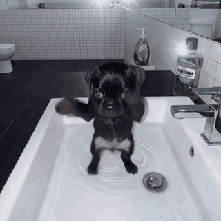 Small Black Dog Standing in Sink Next to Mouthwash