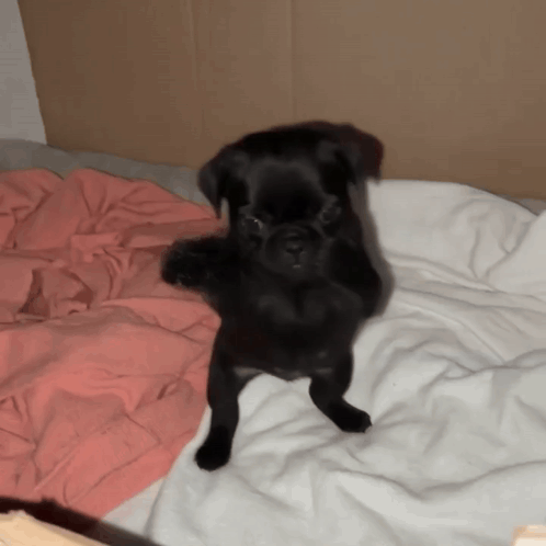Small Black Dog Standing on Hind Legs