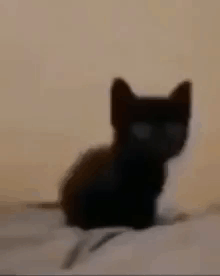 Small Black Kitten Sitting on Bed