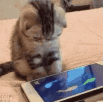 Small Black Kitten Sitting on Bed