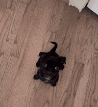 Small Black Pug Puppy Sitting Looking Up