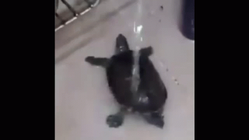Small Black Turtle In Sink With Running Water GIF