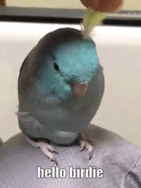 Small Blue Bird On Lap Saying Hello Birdie GIF
