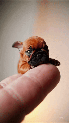 Small Brown and Black Puppy Sitting on Finger
